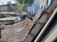 Chickens — عکس 5