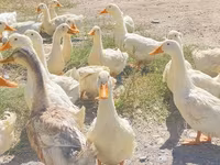 Ducks — عکس 2