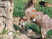 Kambing betina, Nubian Goat — foto 1
