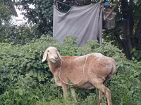Sheep, Arashan sheep — photo 1