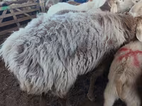 Kondoo jike, Tian-Shan semifinewool sheep — picha 4