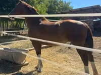 مادیان, Dutch warmblood horse — عکس 4