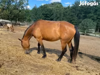 فرس, Nonius horse — الصورة 1