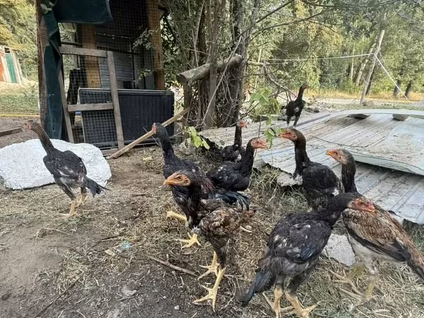 Chickens