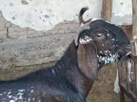 Jarac, Beetal goats — fotografija 2