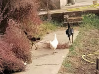 Chickens — Foto 1