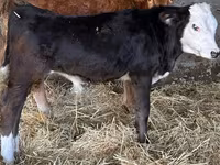 Tyre, Simmental cattle — foto 3