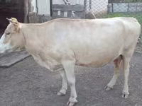 Ko, Latvian Blue cattle — foto 1