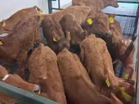 Býk, Simmental cattle — foto 7