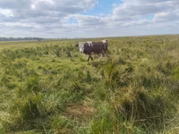 Бух, Simmental cattle — 2 зураг