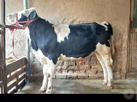 گاو نر, Simmental cattle — عکس 1