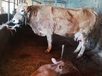 Krava, Latvian Blue cattle — foto 6