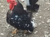 Chickens — photo 2