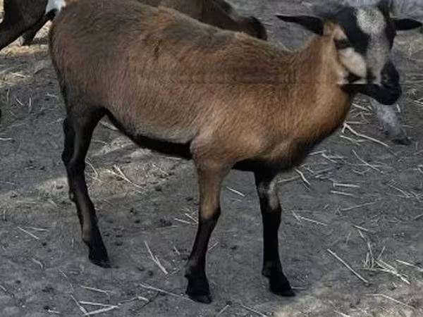قوچ, Cameroon sheep