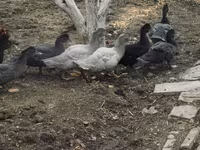 domaća muskovska patka — fotografija 5