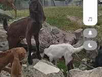 بز نر, Nubian Goat — عکس 3