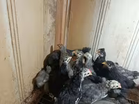Chickens — 写真 1