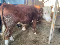 Bulle, Simmental cattle — Foto 2