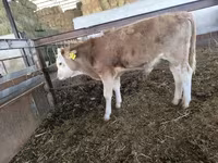 گاو نر, Swiss cattle — عکس 5