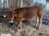 Býk, Simmental cattle — foto 3