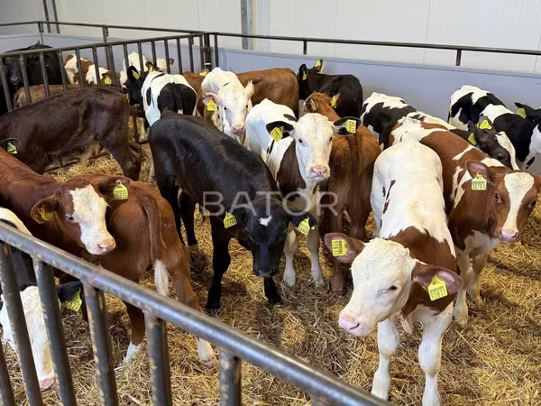 گاو و گوساله (گروه، جنسیت مشخص نشده), Simmental cattle