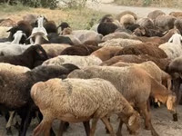 میش, گوسفند — عکس 3