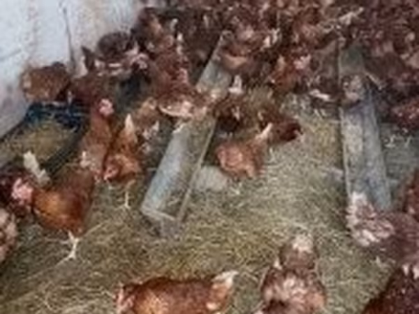 Chickens