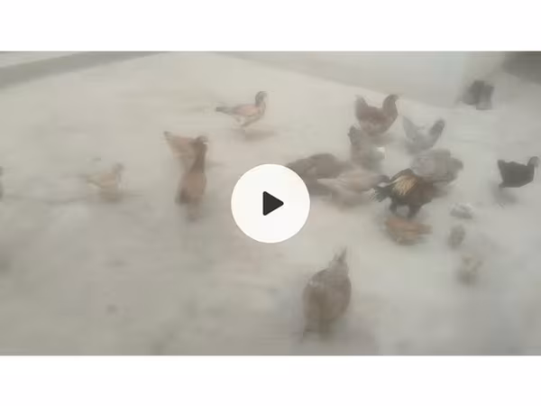 Chickens