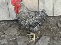 Chickens — zdjęcie 1