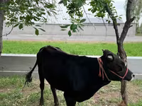 سانڈ, مویشی — تصویر 2
