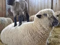 Montone, Hampshire sheep — foto 5