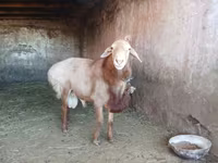 Ovan, Edilbay sheep — fotografija 4