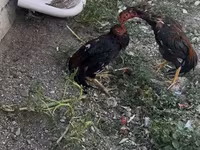 Chickens — عکس 5