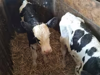 วัวตัวเมีย, Russian Black pied cattle — รูปภาพ 3