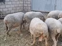 میش, گوسفند — عکس 4