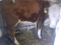 بقرة, Simmental cattle — الصورة 3