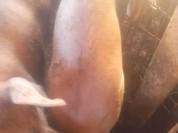 Scroafă, Porci