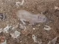 母猪 — 照片 3