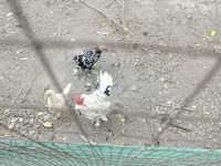 Chickens — foto 3
