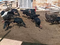 Turkeys — عکس 8