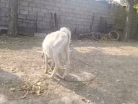 بز ماده, Alpine goat — عکس 6