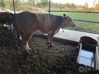 วัวตัวเมีย, Simmental cattle — รูปภาพ 4