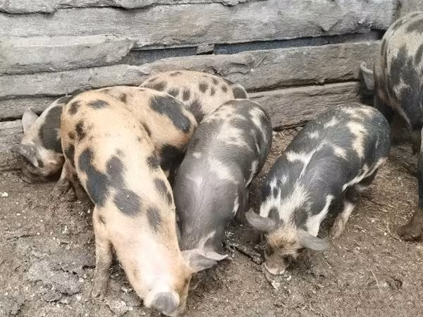 Sow, Pigs — Hungary