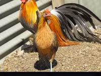 Chickens — foto 5