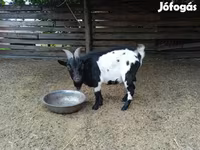 Țap, Nigerian dwarf goats — foto 3