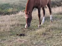 Kůň, Koně — foto 2