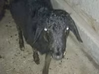 بز نر, بز — عکس 4