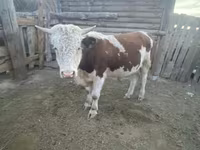 Bulle, Kasachische Weißkopfkuh — Foto 3