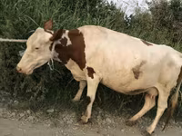 Mucca, Bovini — foto 2