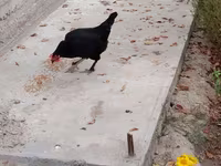 Chickens — عکس 3